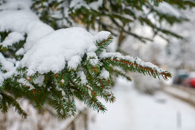 Coniferous tree branch covered with snow in winter. fir-tree frozen branches for new year.