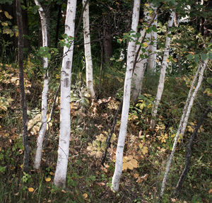 Trees on field in forest