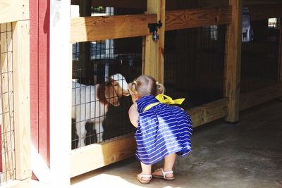 Rear view of girl looking at kid goat in cage