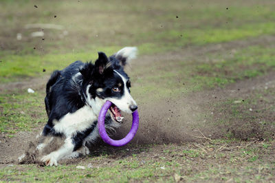 Dog running on field