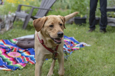 Portrait of dog sticking out tongue on field