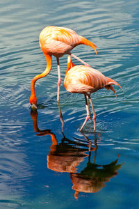 Flamingos on lake