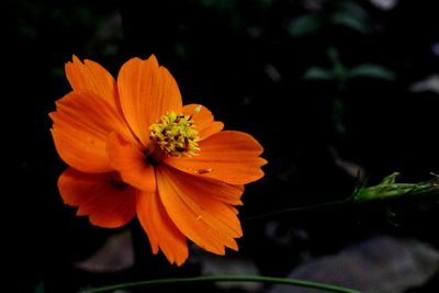 Close-up of orange cosmos flower