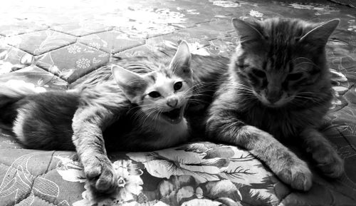 Close-up portrait of cats relaxing