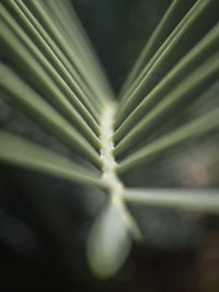 Close-up of plant