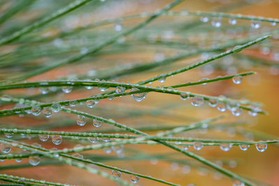 Close-up of water drops on plant