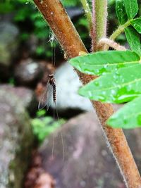 Close-up of butterfly on leaf