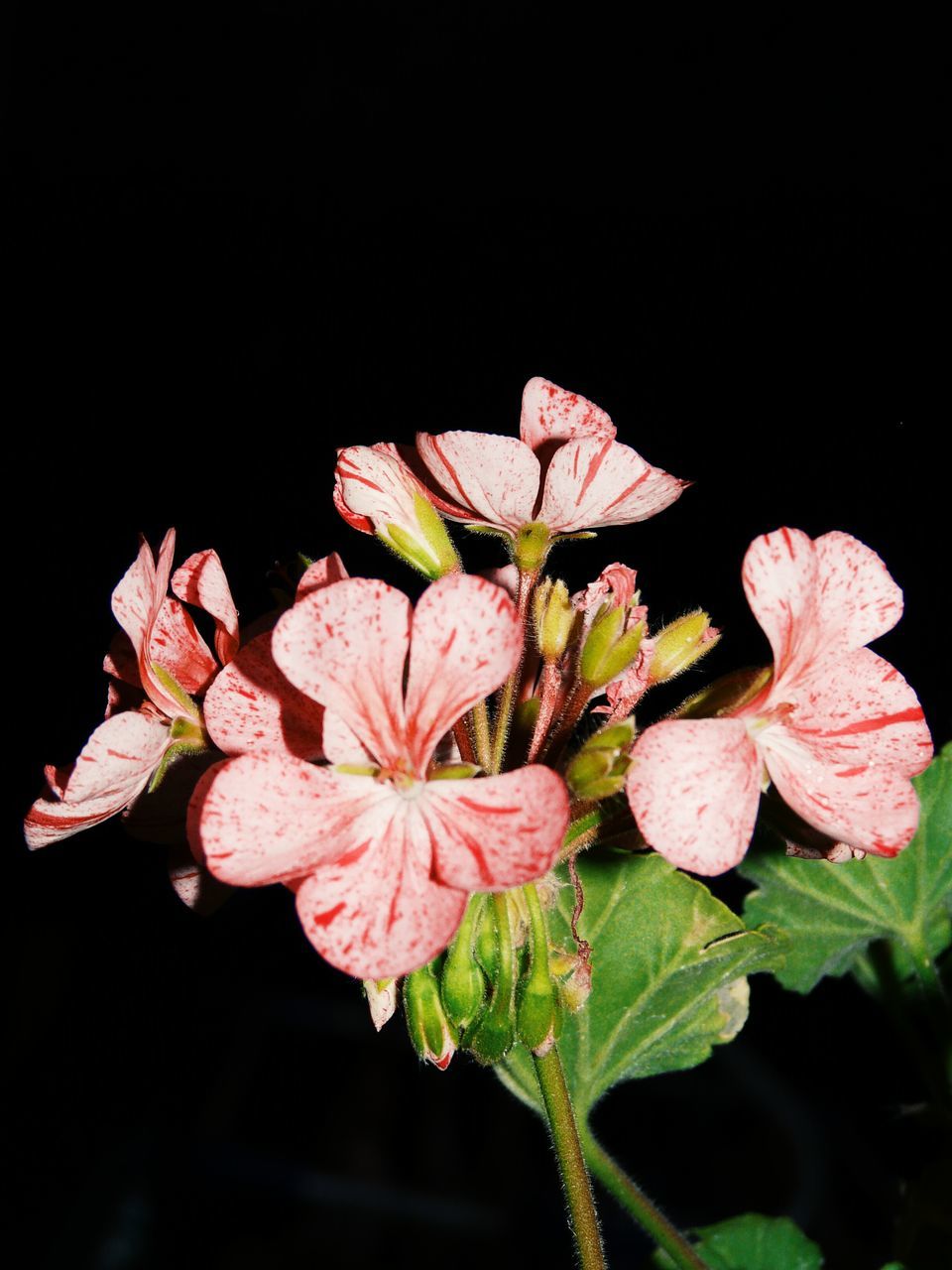 flower, petal, freshness, fragility, flower head, growth, studio shot, close-up, beauty in nature, black background, leaf, nature, plant, stem, night, blooming, in bloom, blossom, copy space, bud