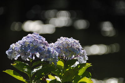 Close-up of white flowering plant