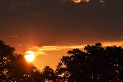 Silhouette of trees at sunset