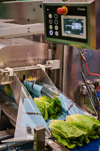 Fresh green cabbage placed on belt of contemporary packing machine at agricultural factory