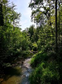 Stream flowing amidst trees in forest against sky