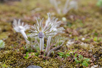 Close-up of dandelion flower on field
