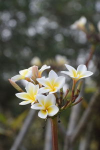 Close-up of white flowering plant