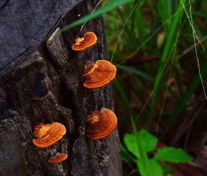 Close-up of mushrooms growing on tree trunk