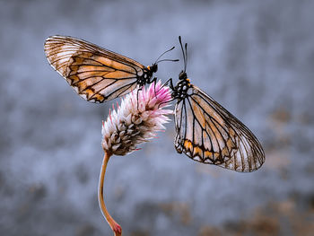 Close-up of butterfly pollinating on flower