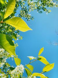 Low angle view of leaves against blue sky