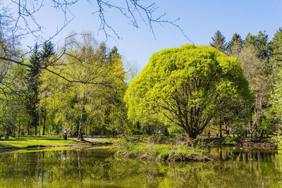 Trees by lake against sky