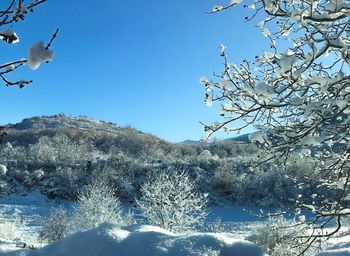 Low angle view of bird flying against clear blue sky