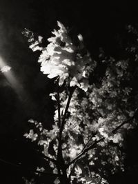 Low angle view of tree against sky at night