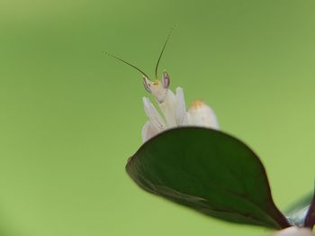 Close-up of butterfly on flower