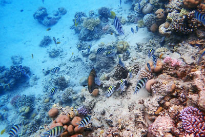 coral reef