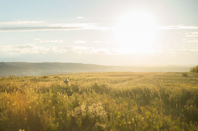 Scenic view of grassy field against sky