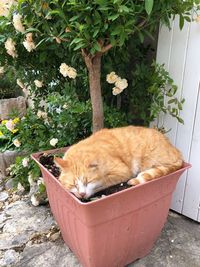 High angle view of cat sleeping