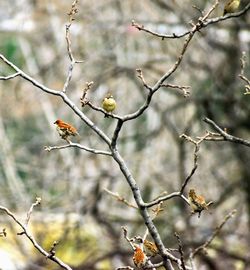 Close-up of bird perching on branch