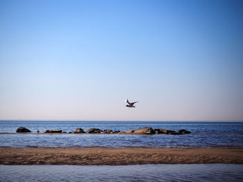 Bird flying over sea against clear sky