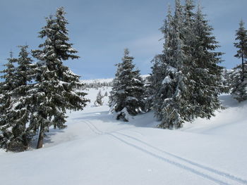 Trees on snow covered landscape