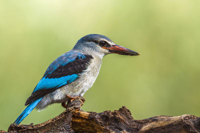 Close-up of bird perching on wood