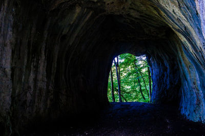 Trees in tunnel