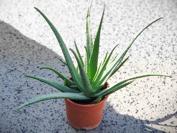 Close-up of succulent plant