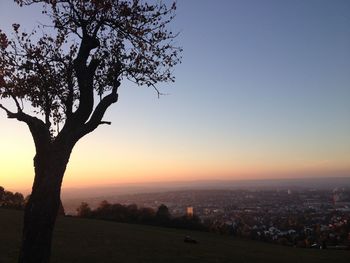 Tree in city against clear sky