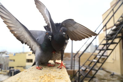 Close-up of pigeon flying