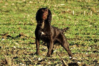 Black dog on field