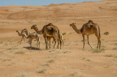 Camels walking on desert