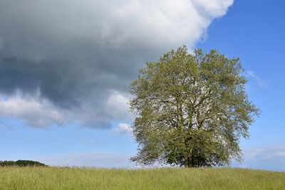 Tree on field against sky