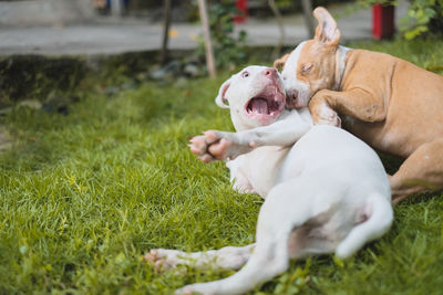 Dogs fighting on grassy field