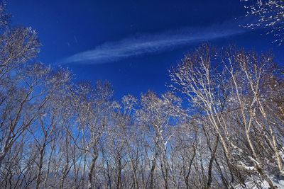 Low angle view of bare trees against blue sky