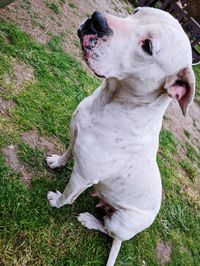 High angle view of dog on field