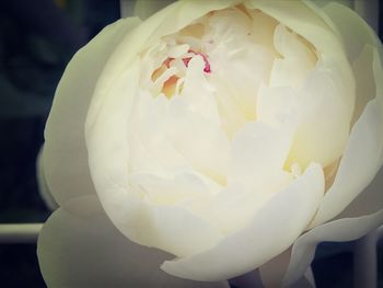 Close-up of white rose