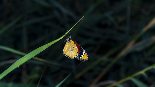 Close-up of butterfly pollinating flower