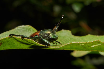 Close-up of insect on leaf