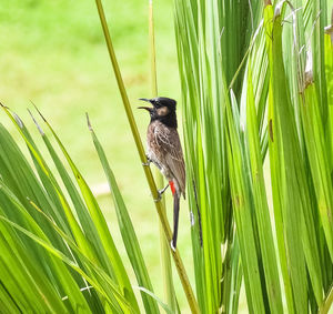 Close-up of bird perching on plant