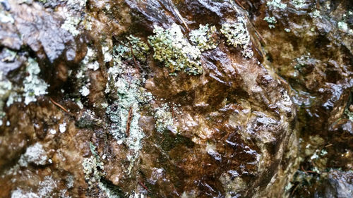 Full frame shot of tree trunk