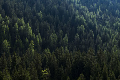 Full frame shot of pine trees in forest