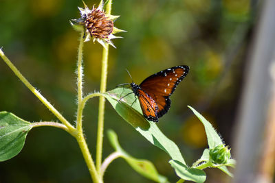 Close-up of butterfly pollinating flower