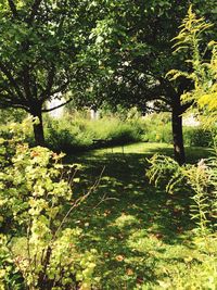 Trees growing in park